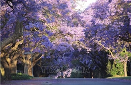 Đẹp nao lòng mùa hoa phượng ở Pretoria, Nam Phi