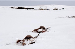 Bão tuyết hoành hành ở Mông Cổ
