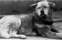 Hồi ức xúc động về chú chó Hachiko dịp kỷ niệm 100 tuổi 