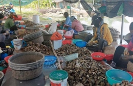 Các hộ nuôi hàu ở Quảng Ninh gặp khó vì thiếu quy hoạch 