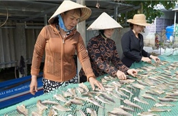 Tất bật chuẩn bị thủy, hải sản khô phục vụ thị trường Tết