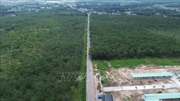 Chậm cưa cắt cao su phục vụ cao tốc Biên Hòa - Vũng Tàu