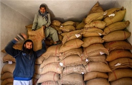 Giá gạo của Ấn Độ tăng lên mức kỷ lục mới