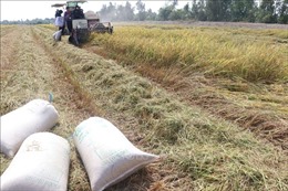 Đồng Tháp: Xuất khẩu gạo tăng trong tháng đầu năm