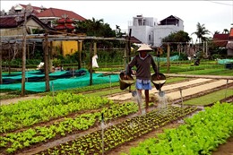 Quảng Nam: Làng rau truyền thống Trà Quế thu lãi gần 9 tỷ đồng/năm