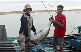 Ngư dân Phú Yên cập bến chuyến cá ngừ đầu Xuân