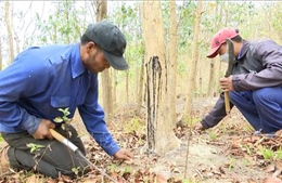 Làng A Lao - nơi bảo tồn nguồn gen quý của cây gỗ trắc