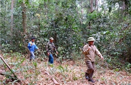 Bình Phước kiên quyết bảo vệ nghiêm ngặt diện tích rừng tự nhiên 