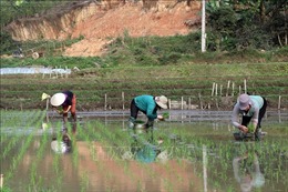 Trên 97% diện tích đã có nước cho gieo cấy vụ Đông Xuân