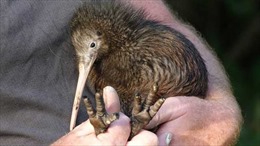 Sắc màu cuộc sống: Bệnh viện đầu tiên cho các chú chim kiwi     