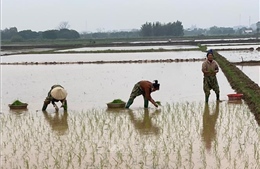 Hà Nội: Vẫn có nguy cơ thiếu nước tưới dưỡng lúa Xuân