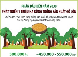 Phấn đấu đến năm 2030, phát triển 1 triệu ha rừng trồng sản xuất gỗ lớn
