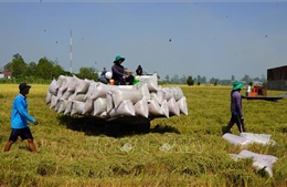 Lúa gạo Đồng Tháp theo đuổi mục tiêu chi phí giảm, chất lượng tăng