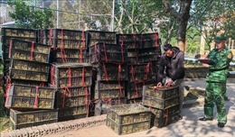 Quảng Ninh: Bắt giữ gần 43 ngàn con vịt giống không rõ nguồn gốc
