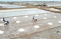 Phát triển bền vững nghề muối Bạc Liêu