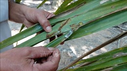 Sâu đầu đen gây hại nhiều diện tích dừa tại Trà Vinh