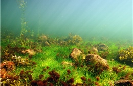 Hệ sinh thái đa dạng sinh học biển của Phần Lan đang bị đe dọa