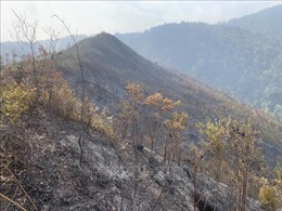 Cháy rừng ở huyện Mù Cang Chải đã được kiểm soát