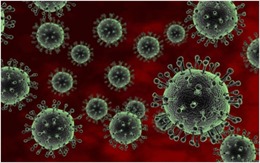 Mỹ ghi nhận thêm ca nhiễm virus cúm gia cầm H5N1 ở người