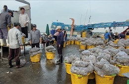Bà Rịa - Vũng Tàu: Chậm hỗ trợ ngư dân theo Quyết định 48/2010/QĐ-TTg