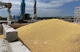 Nông sản xuất khẩu từ Ukraine đối mặt với áp lực mới 