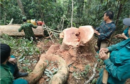 Bắt quả tang 5 đối tượng khai thác gỗ rừng trái phép