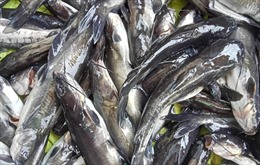 Thanh Hóa: Cá chết hàng loạt trên sông Mã chưa rõ nguyên nhân