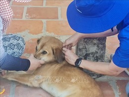 Khẩn trương tiêm vaccine cho chó, mèo phòng nguy cơ mùa nắng nóng