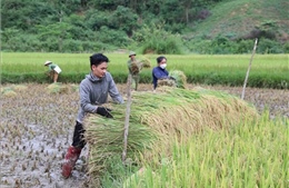 &#39;Mùa vàng&#39; trong đại ngàn Pù Huống 