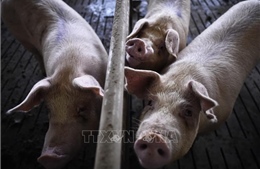 Hàn Quốc phát hiện trang trại đầu tiên nhiễm dịch tả lợn châu Phi