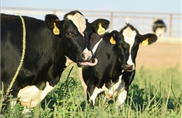 Mỹ: Hơn 20 công ty chạy đua phát triển vaccine phòng cúm gia cầm ở bò