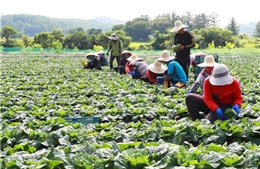 Tỉnh Nam Jeolla thí điểm thuê lao động nông nghiệp thời vụ Việt Nam 