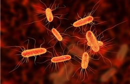 Vụ nhóm học sinh đau bụng nhập viện tại Gia Lai: Xét nghiệm ban đầu xác định nhiễm khuẩn E.coli