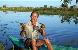 Nông dân vùng U Minh Thượng trúng giá cua biển, tôm càng xanh