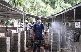 Ngăn chặn bệnh dịch tả lợn châu Phi, cúm gia cầm lây lan