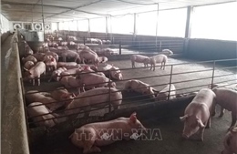Đồng Nai yêu cầu doanh nghiệp ngưng chăn nuôi tại các cơ sở chưa cấp phép môi trường