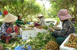 Phát triển bền vững nông nghiệp vùng Đông Nam Bộ – Bài 1: Trụ đỡ của nền kinh tế