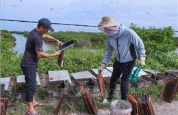 Nuôi ong dưới tán rừng ngập mặn thu đến 300 triệu đồng/vụ 