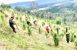 Gia Lai ì ạch trồng rừng
