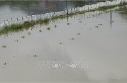 Cà Mau thiệt hại gần 600 ha lúa do mưa lớn 