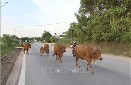 Tái diễn tình trạng thả rông gia súc trên đường Hồ Chí Minh