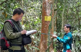 Nhân giống, bảo tồn hai loài cây quý Vù hương và Re gừng