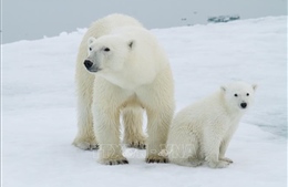  Quần đảo Svalbard ở Bắc Cực ghi nhận nhiệt độ tháng 8 cao kỷ lục