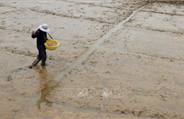 Giá lúa tăng, nông dân gieo sạ lúa Thu Đông không theo khuyến cáo