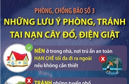 Phòng, chống bão số 3: Những lưu ý phòng, tránh tai nạn cây đổ, điện giật