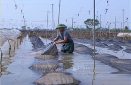 Nam Định tập trung khắc phục thiệt hại hoa màu sau mưa bão