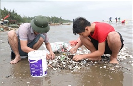 Nghệ An: Hàng tấn ngao, vạng giấy, sò biển dạt trắng bãi biển Diễn Châu