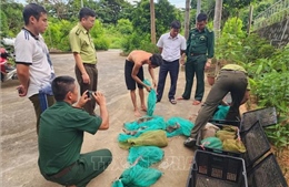 Bắt quả tang đối tượng vận chuyển 17 cá thể khỉ đuôi dài không rõ nguồn gốc