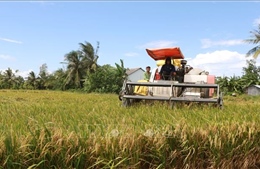 Tăng giá trị, tạo liên kết chuỗi bền vững cho sản phẩm lúa gạo 