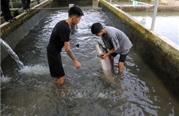 Sớm quy hoạch bài bản cho phát triển nghề nuôi cá tầm